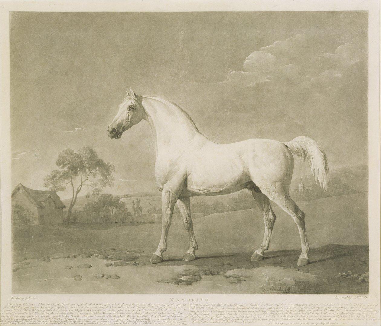 Mambrino, after George Stubbs, 1788 (mezzotint) by Charles Howard Hodges