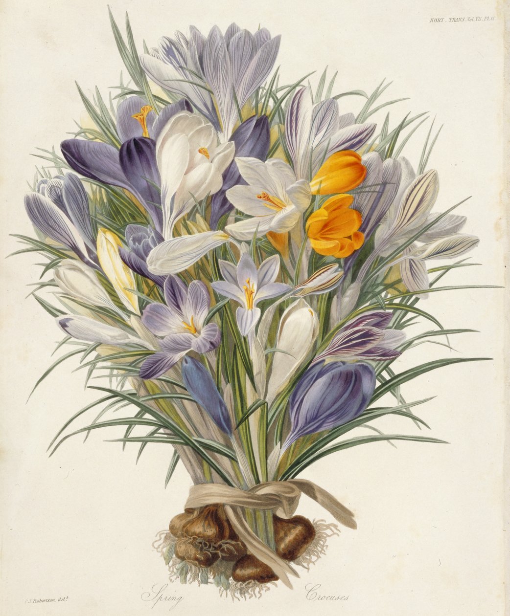 Bahar Çiğdemleri, İşlemler Bahçıvanlık Derneği, Londra, cilt VII, 1830