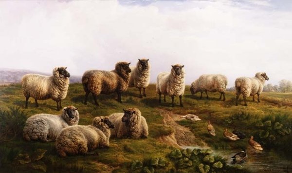 Galli Kara Yüzlü Koyun by Charles Jones