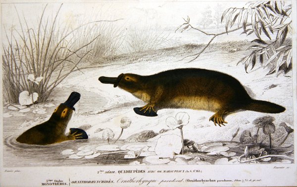 Platypi, Charles d