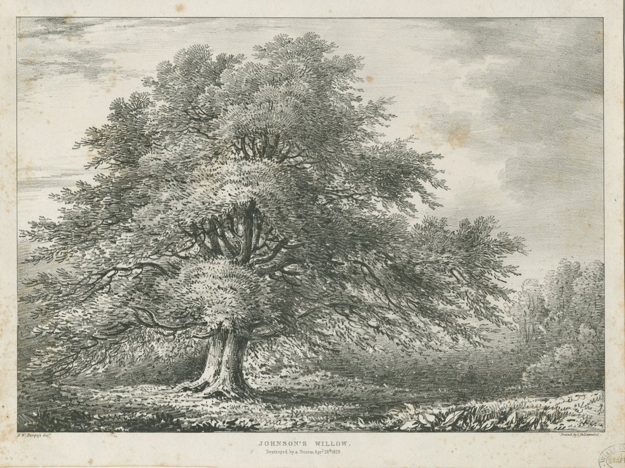 Lichfield - ["Dr. Johnson"lar"] Söğüt Ağacı: litografi, nd [1789-1850] by Charles Joseph Hullmandel