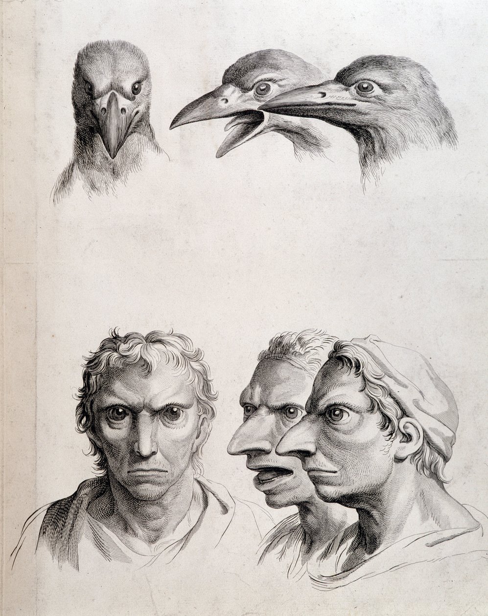 Kuş ve “insan-kuş (insan-kuş)” profilleri - Lebrun tarafından, “” İnsanın fizyonomisinin hayvanlara kıyasla muameleleri”” by Charles Le Brun