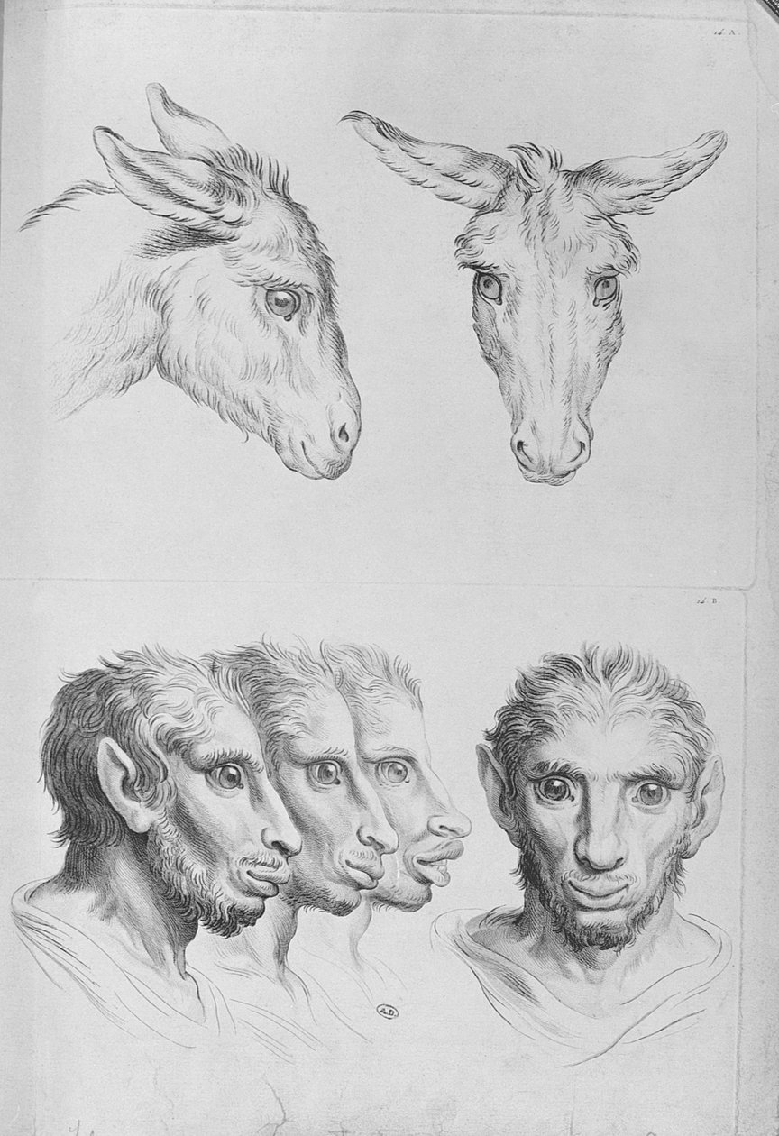 Similarities Between the Head of a Donkey and a Man, from 