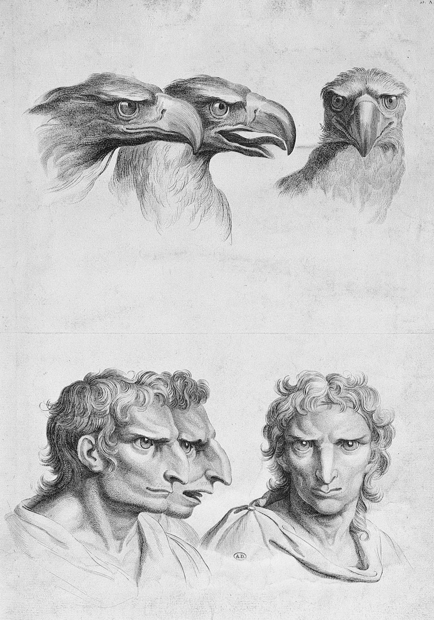 Bir Kartalın Başı ile Bir İnsan Arasındaki Benzerlikler, Le Brun
