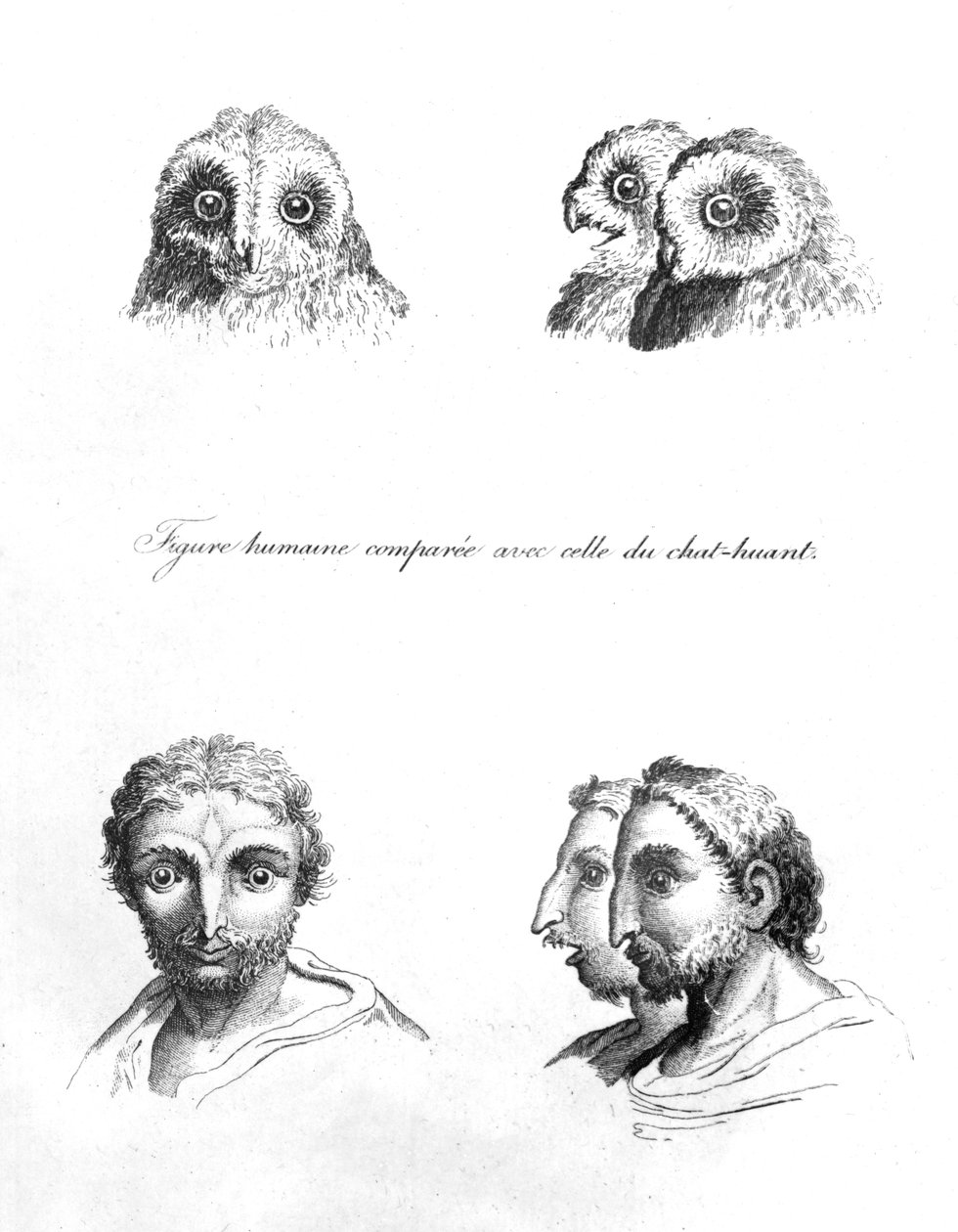 Peçeli Baykuşun Başı ile Bir Adam arasındaki benzerlikler, 