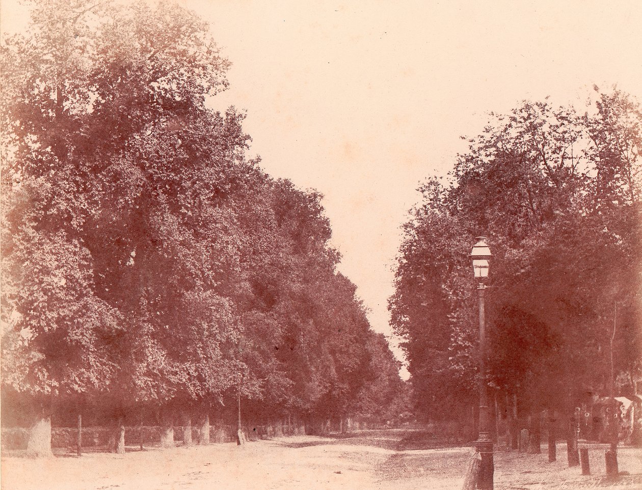 Ağaçlarla çevrili araba yolu, 1850-53. by Charles Marville
