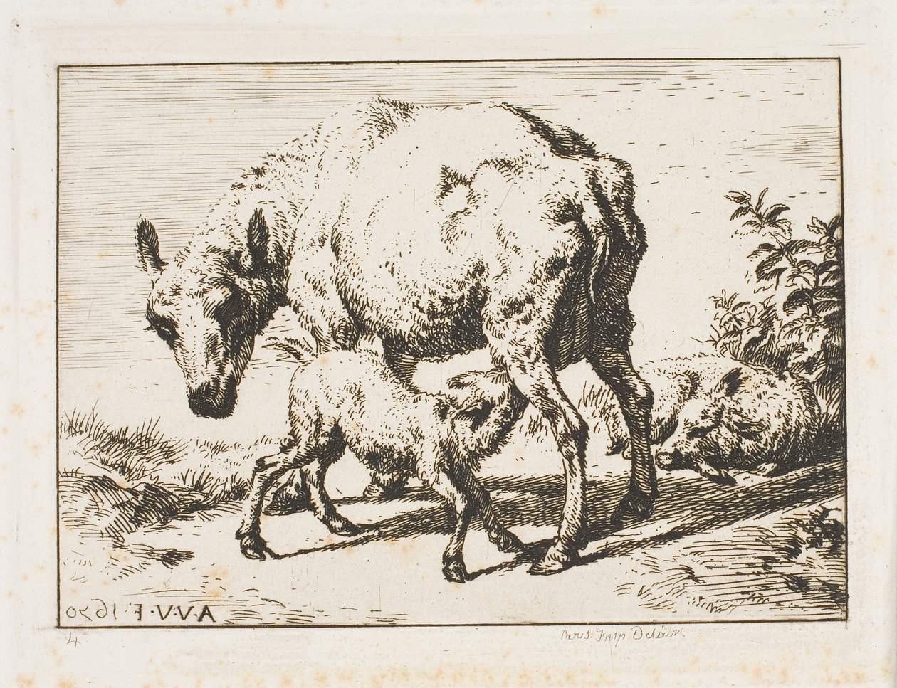 İki Kuzulu Koyun by Charles Meryon