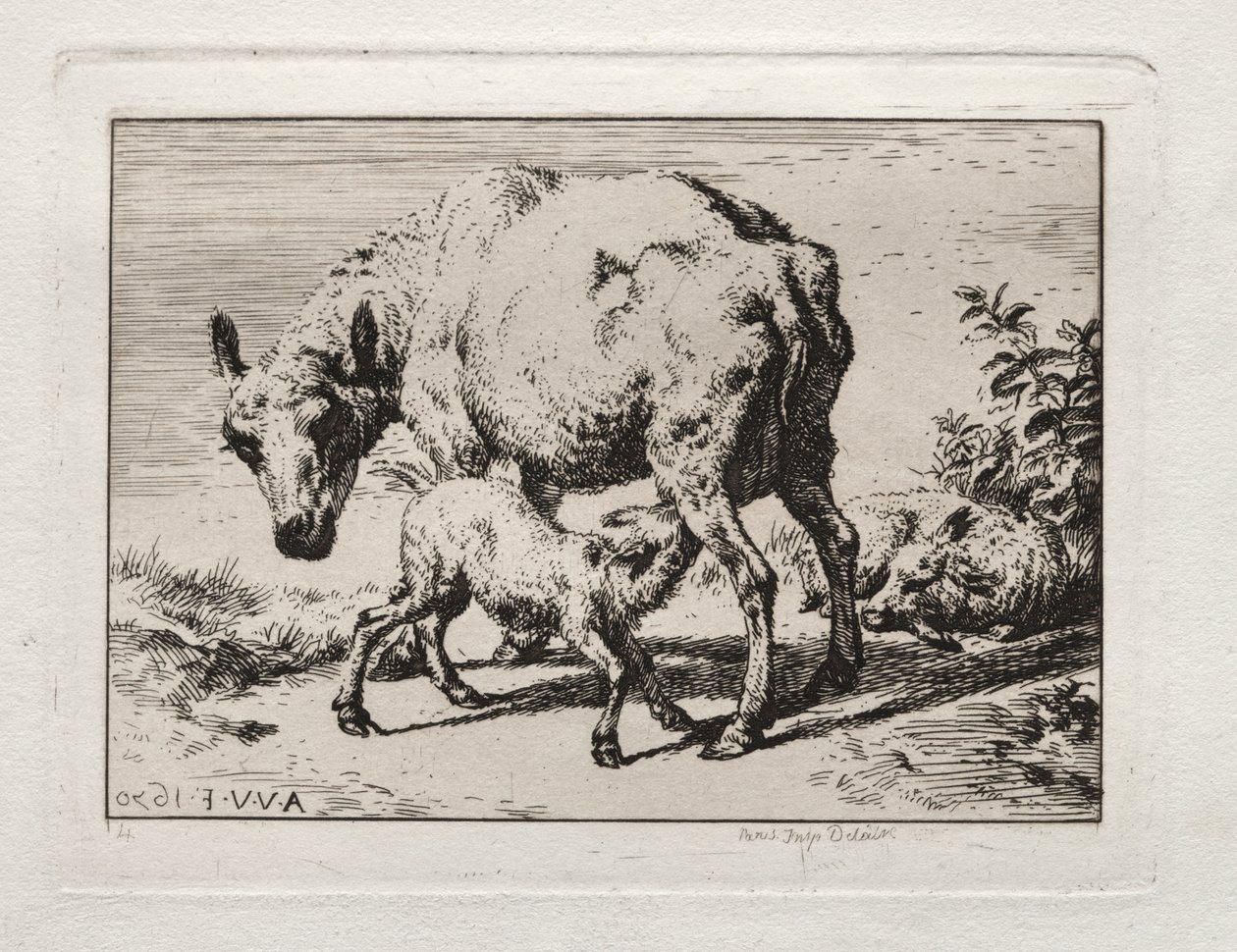 İki Kuzulu Koyun by Charles Meryon