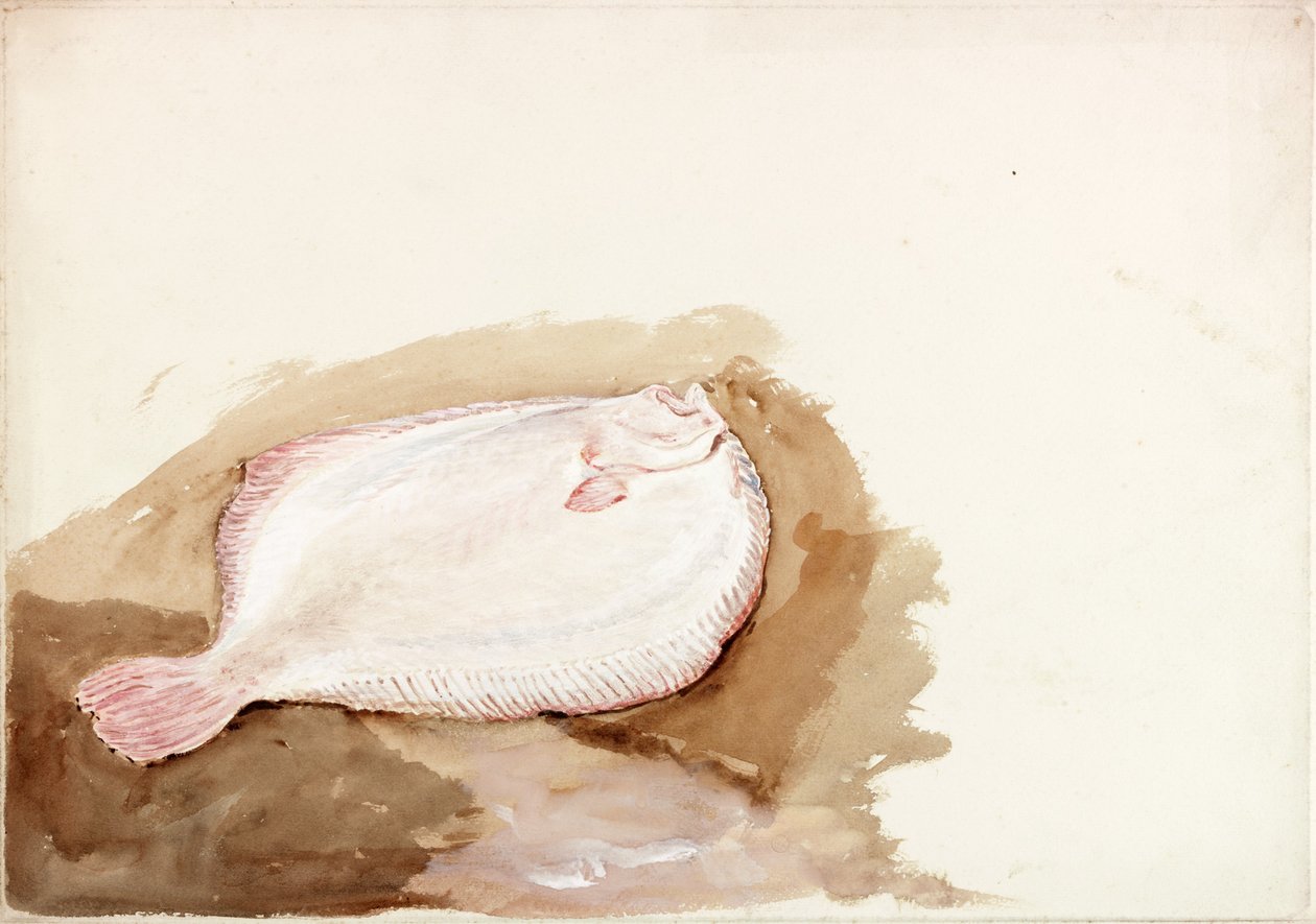 Yassı Balık Çalışması (vücut rengi) by Charles Napier Hemy
