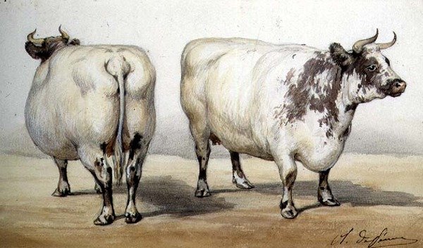 İki uzun boynuzlu ineğin incelenmesi (suluboya) by Charles Oliver de Penne