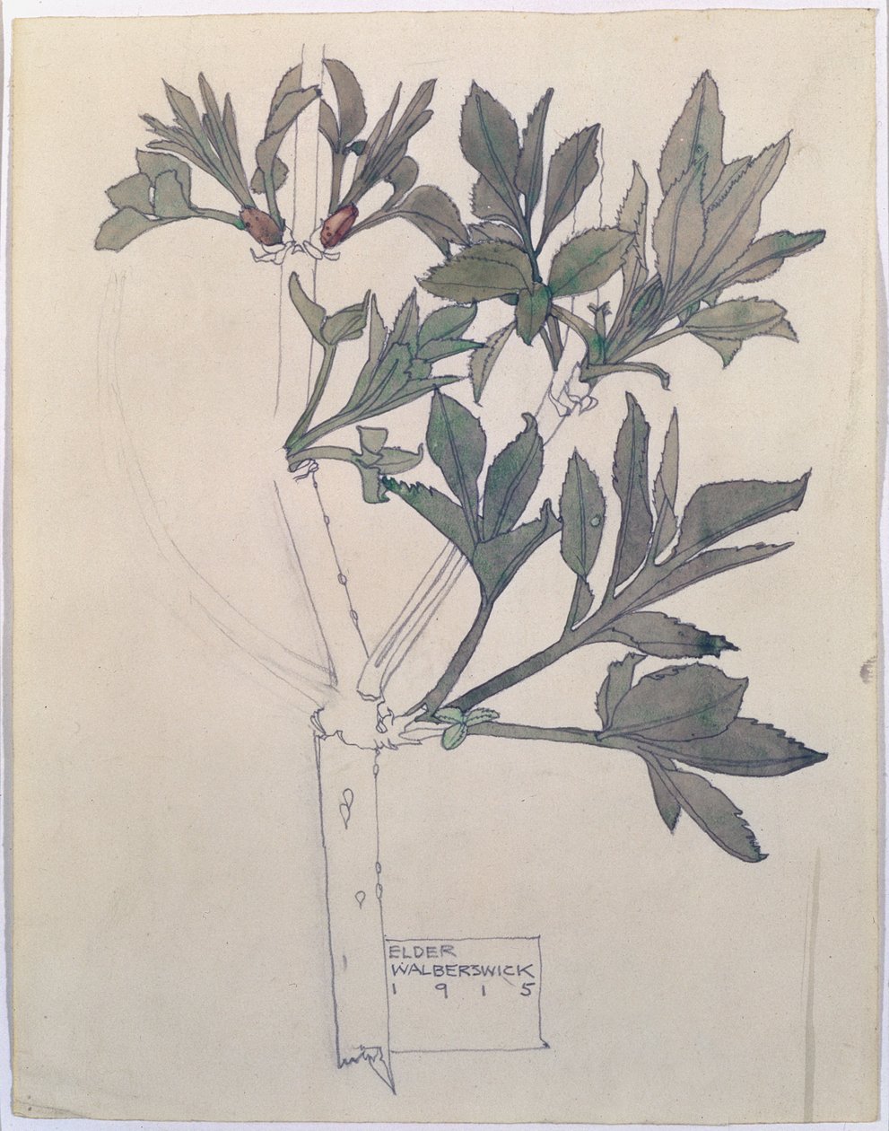 Elder, Walberswick, 1915 (kağıt üzerinde wc ve kurşun kalem) by Charles Rennie Mackintosh