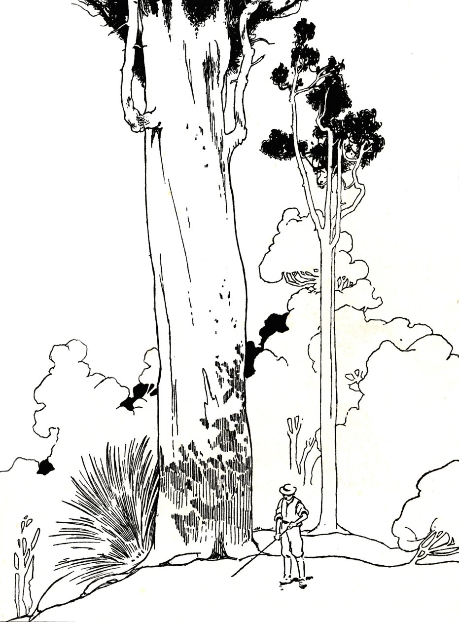 Bir Kauri Ağacı, 1912 by Charles Robinson