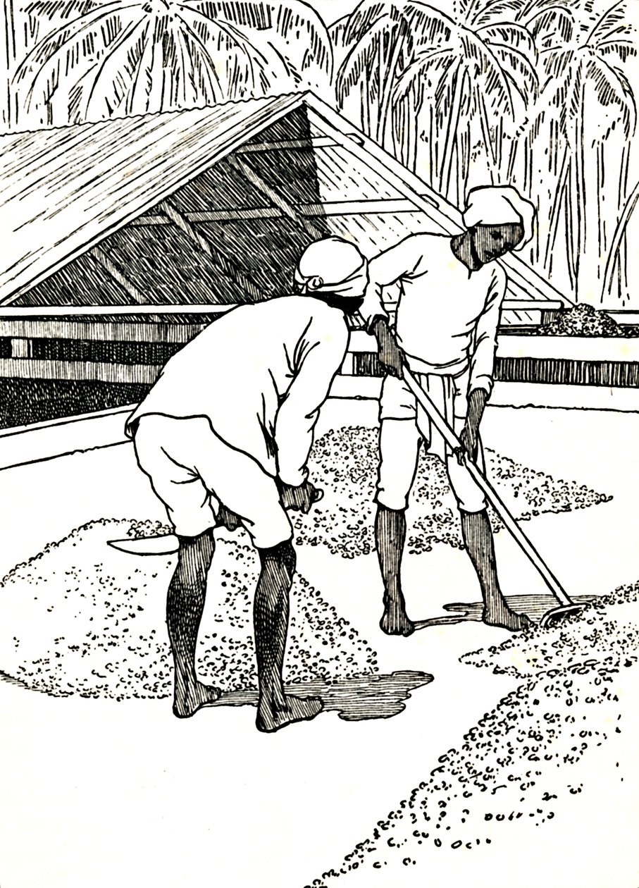 Kakaonun Kurutulması, 1912 by Charles Robinson
