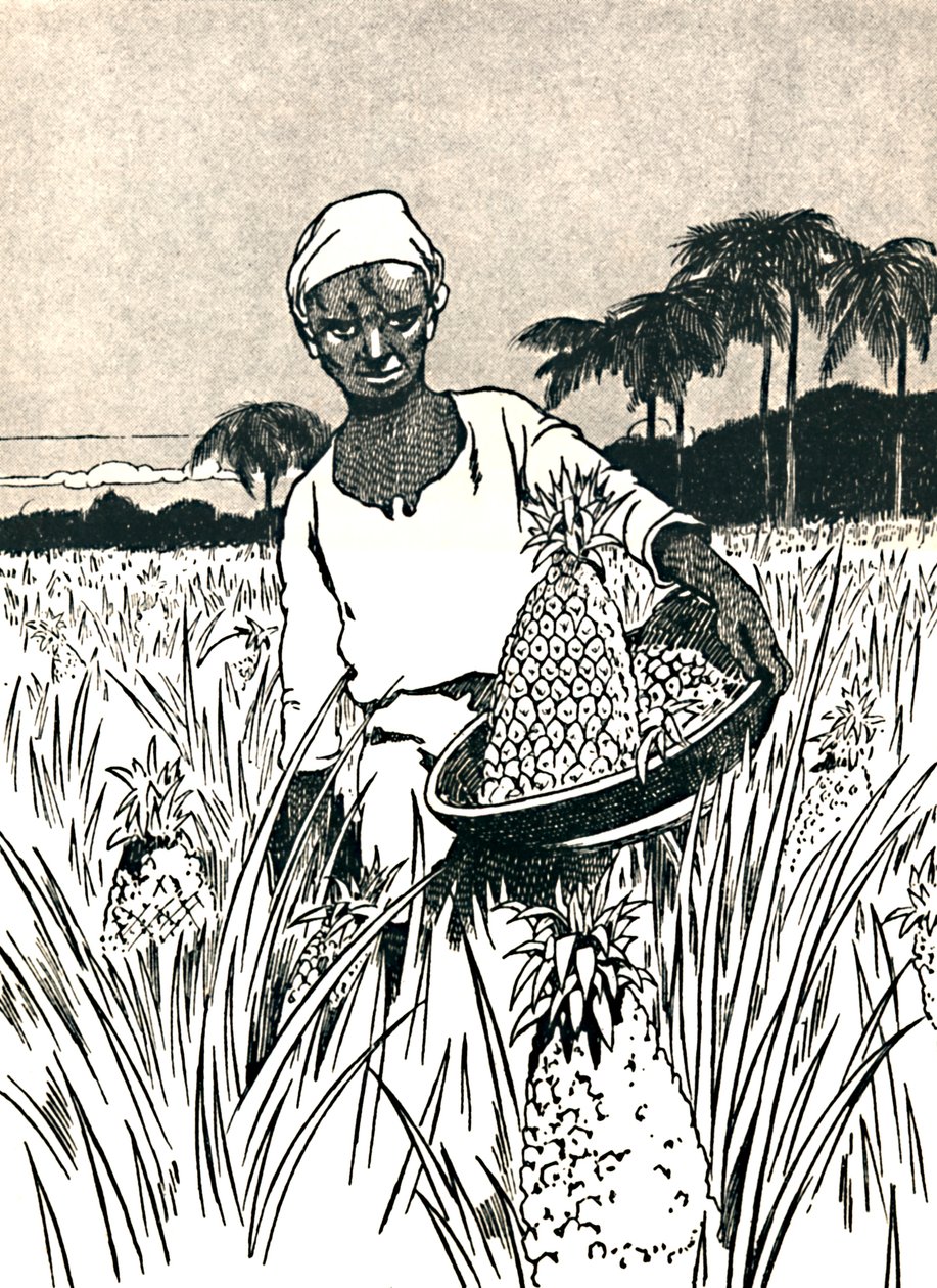 Ananas Toplama, 1912 by Charles Robinson