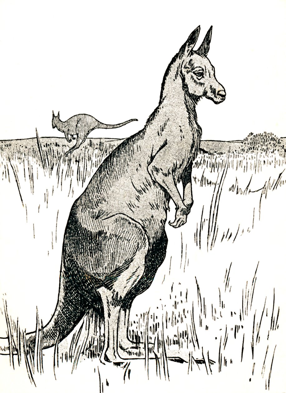 Kanguru, 1912 by Charles Robinson