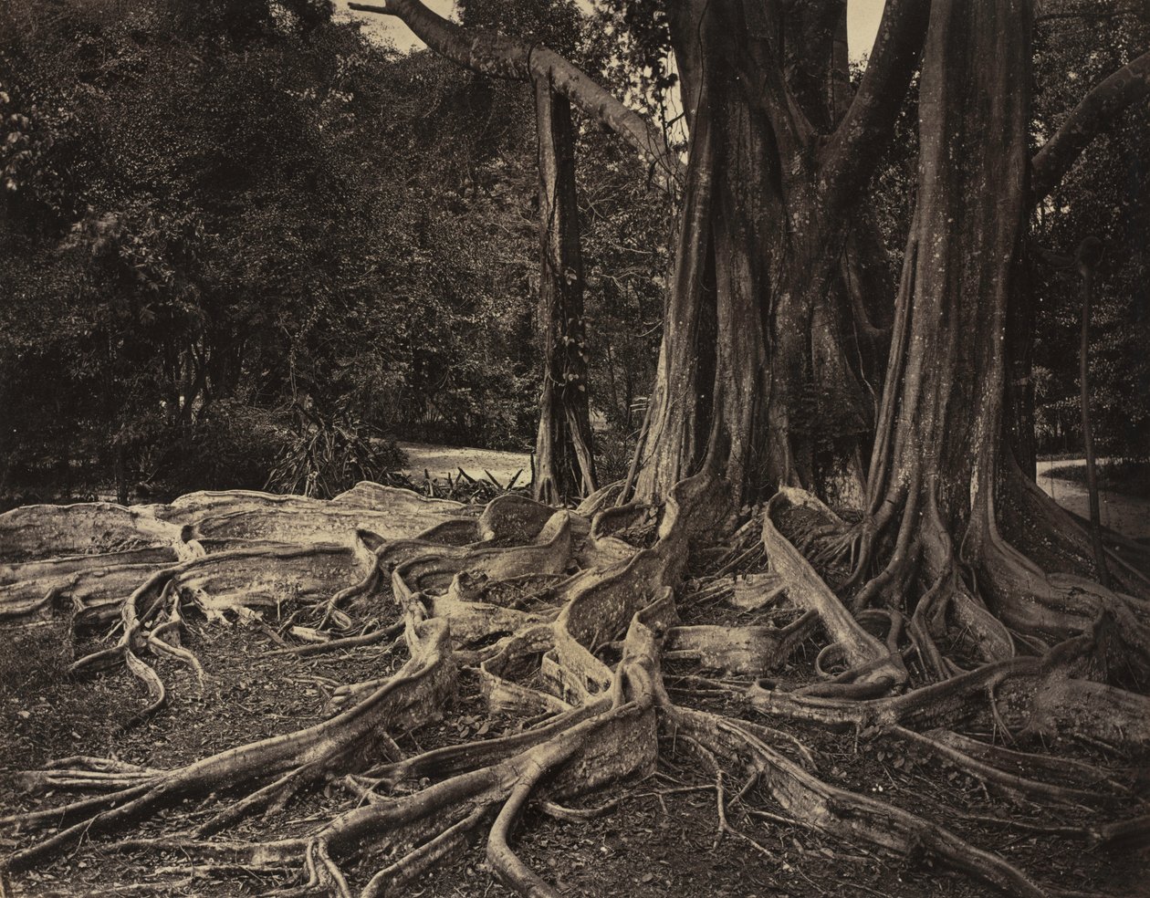 Kauçuk Ağacı, Assam, Hindistan (Ficus Elastica) by Charles T. Scowen