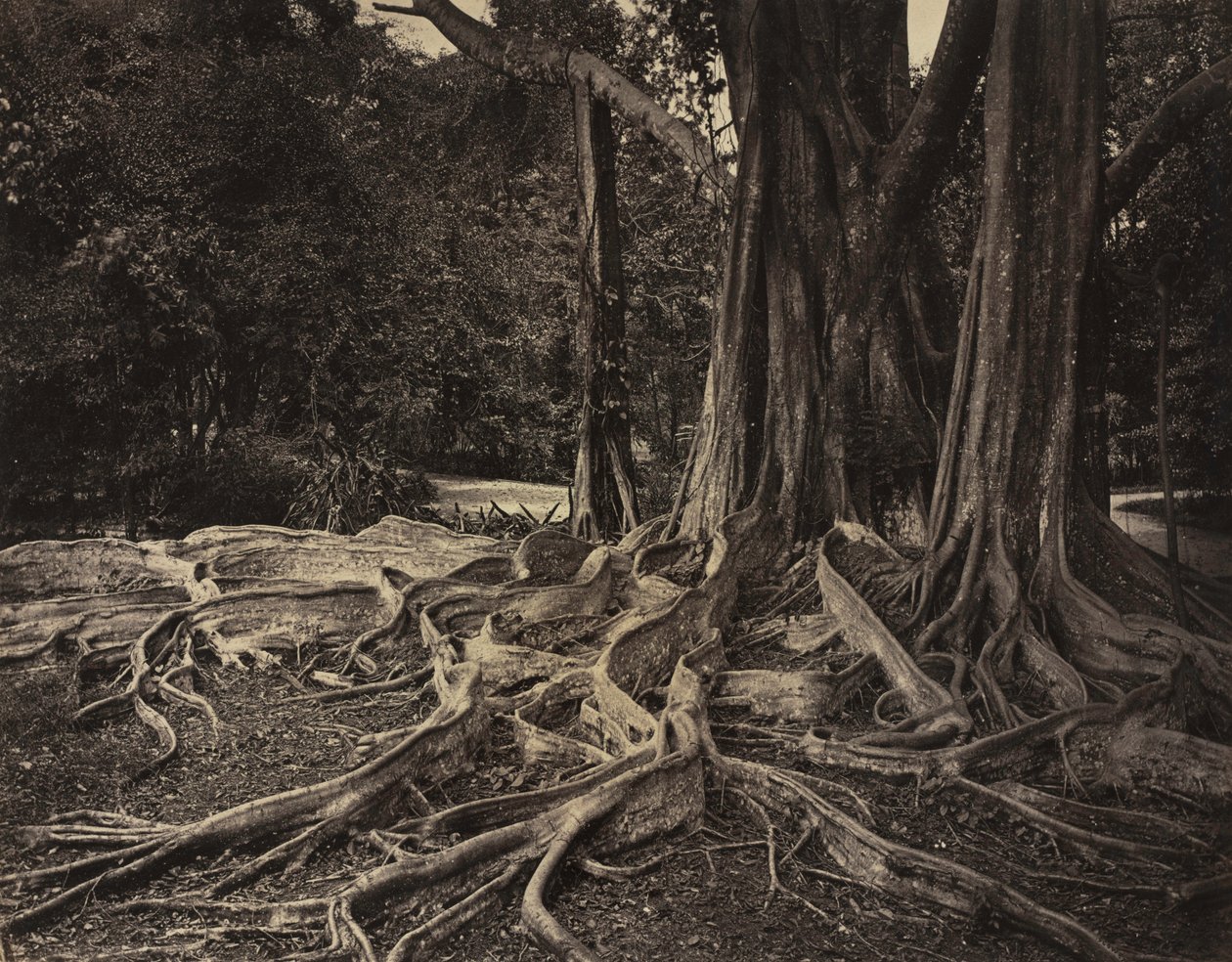 Kauçuk Ağacı, Assam, Hindistan Ficus Elastica, c.1880
