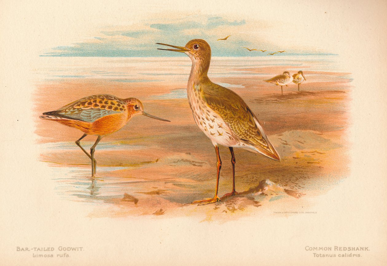 Çubuk Kuyruklu Godwit Limoza rufa, Adi Redshank Totanus, 1900, 1900 by Charles Whymper