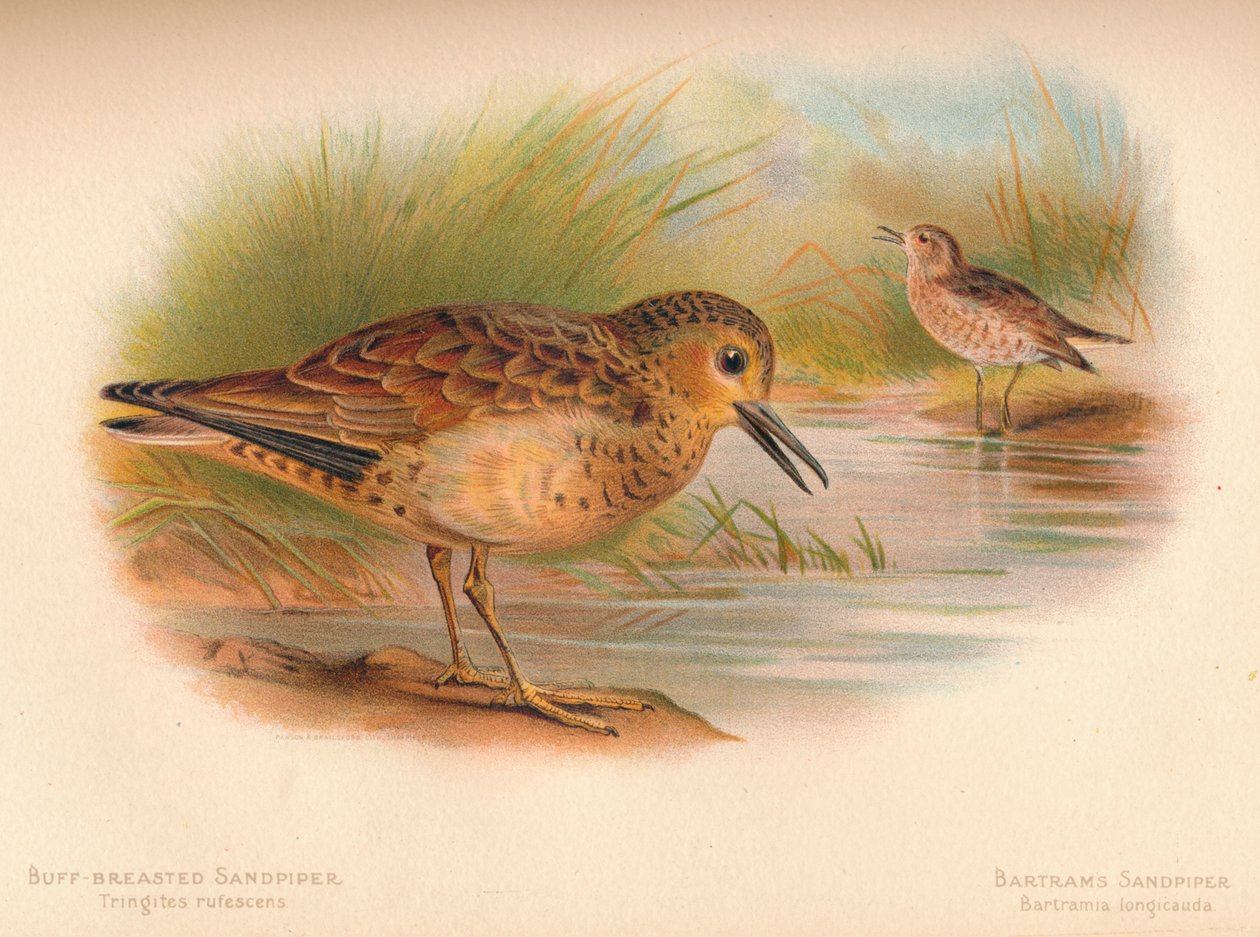 Buff-Göğüslü Sandpiper Tringites rufescns, Bartrams Sandpiper Bartramia longicauda, 1900, 1 by Charles Whymper