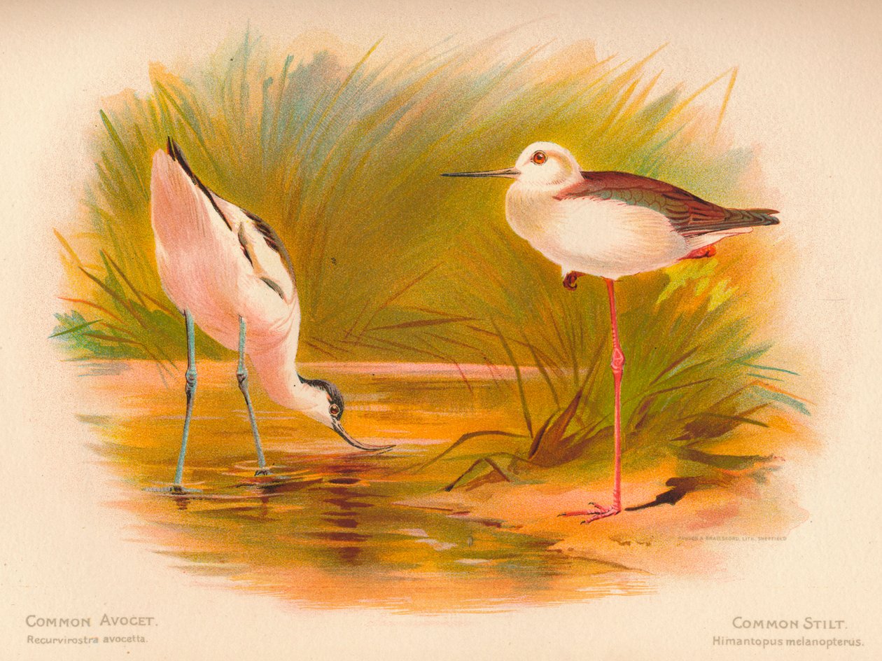 Adi Avocet Recurvirostra avocetta, Adi Uzunbacak Himantopus melanopterus, 1900, 1900 by Charles Whymper