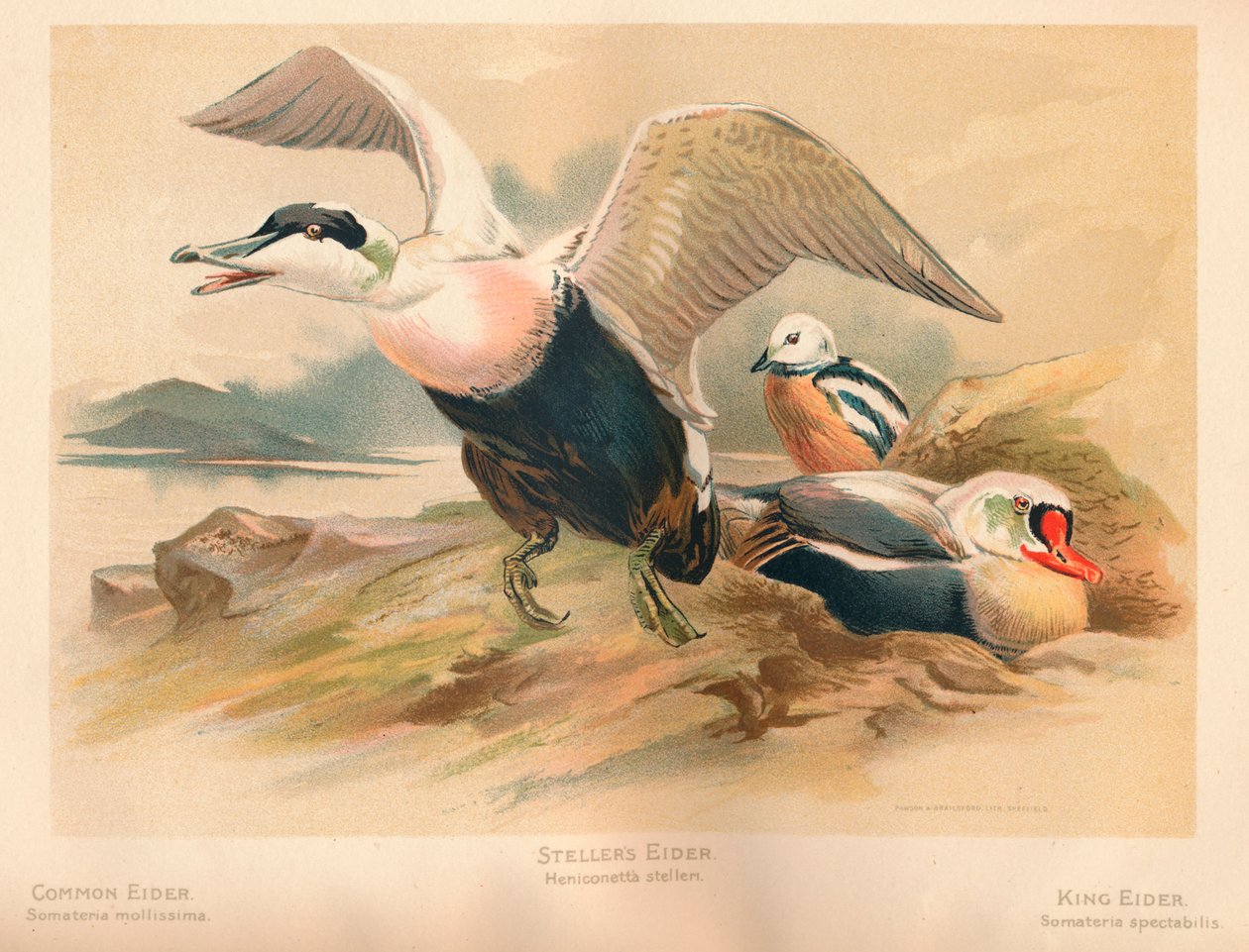 Ortak Eider Somateria mollissima, Steller