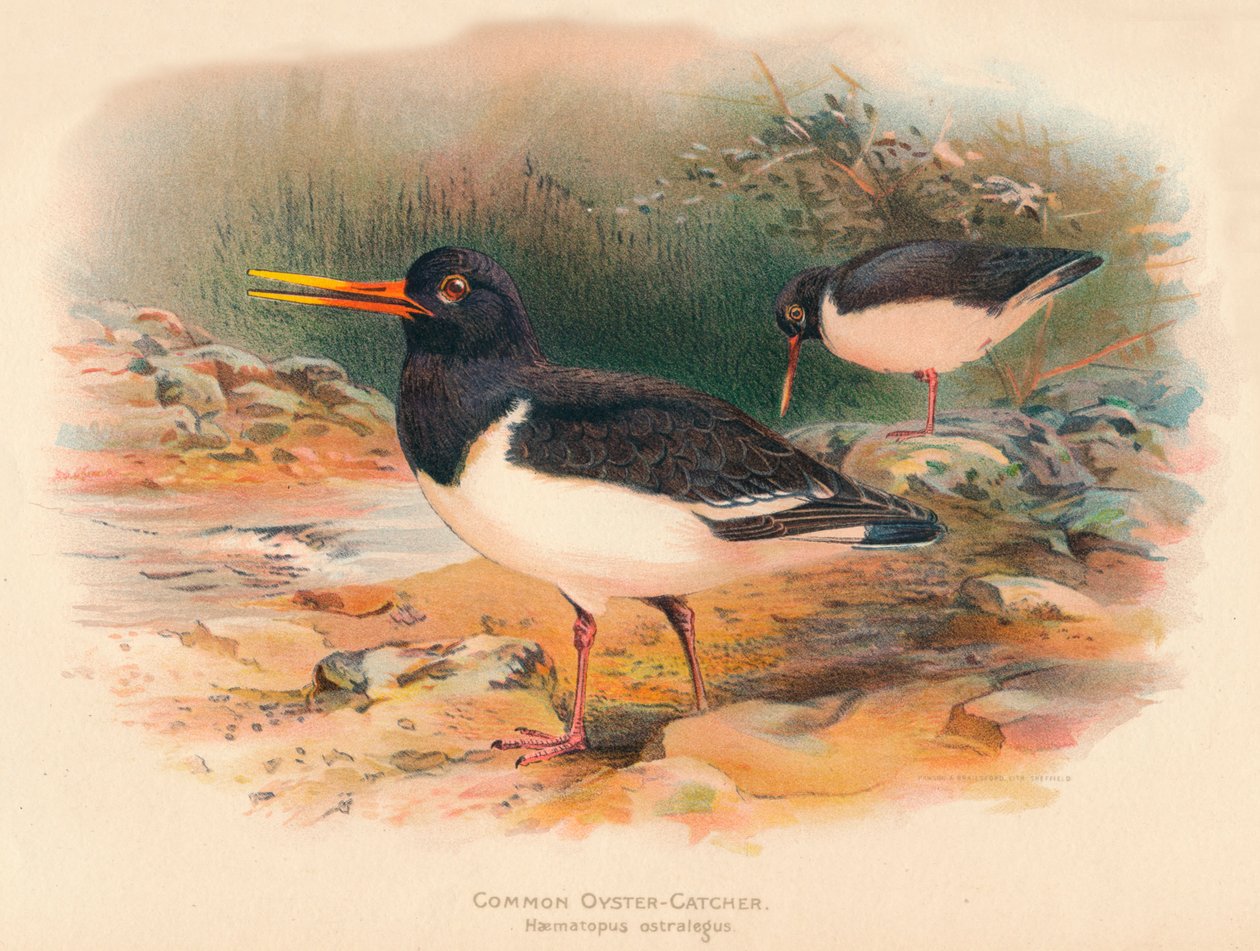 Ortak İstiridye Yakalayıcı Haematopus ostralegus, 1900, 1900 by Charles Whymper
