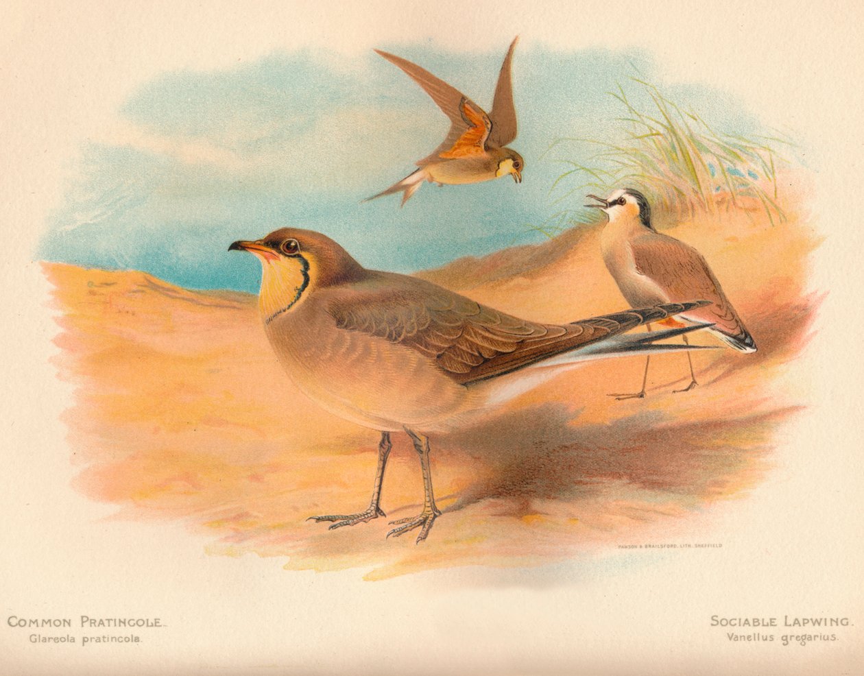 Ortak Pratincole Glareola pratincola, Sosyal Kız Kuşu Vanellus gregarius, 1900, 1900 by Charles Whymper