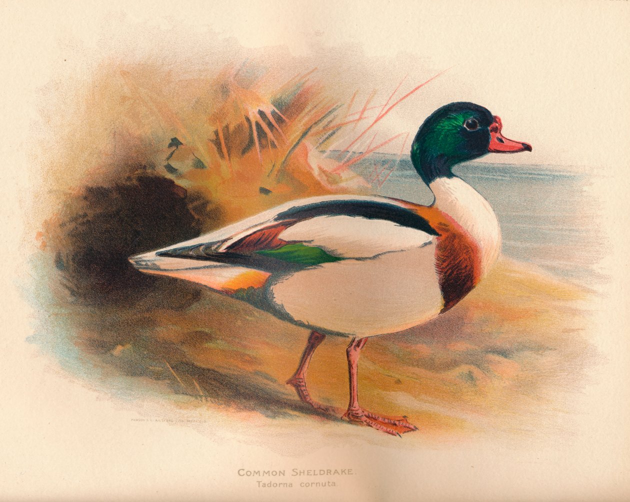 Ortak Sheldrake Tadorna cornuta, 1900, 1900 by Charles Whymper