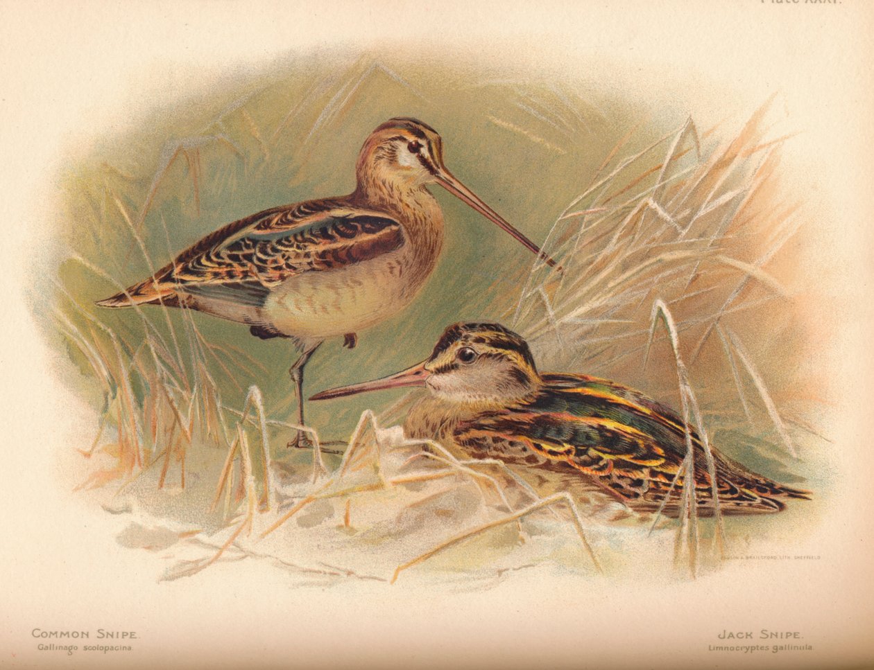 Common Snipe Gallinago scolopacina, Jack Snipe Limnocryptes gallinula, 1900, 1900 by Charles Whymper