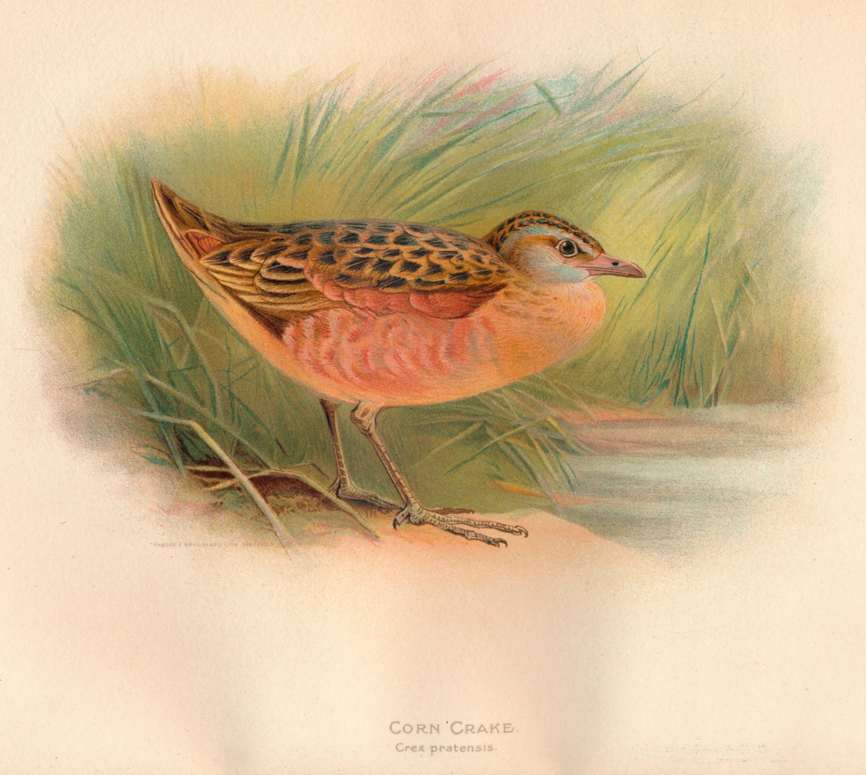 Mısır Crake Crex pratensis, 1900, 1900 by Charles Whymper