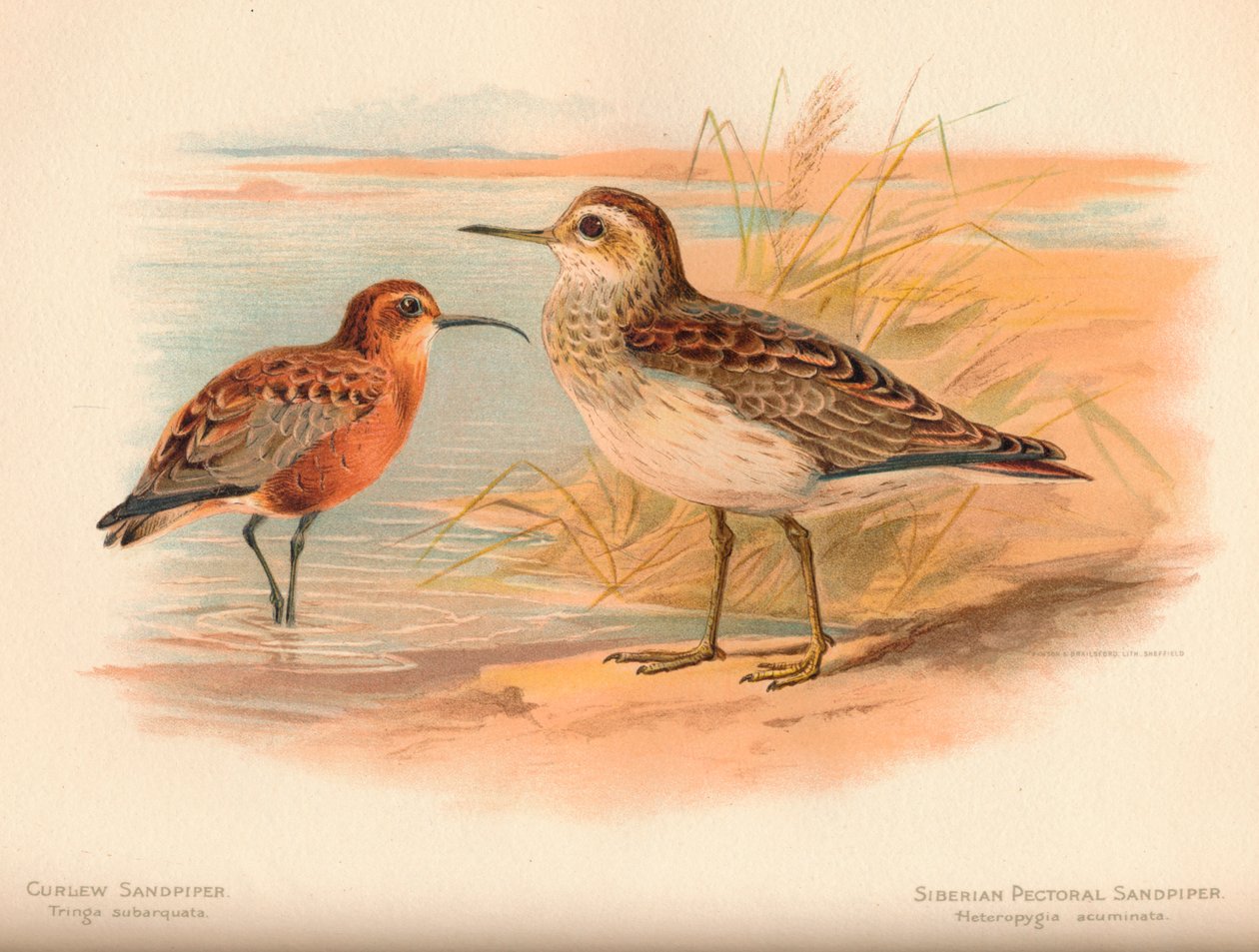 Curlew Sandpiper Tringa subarquata, Sibirya Pektoral Sandpiper Heteropygia acuminata, 1900, by Charles Whymper