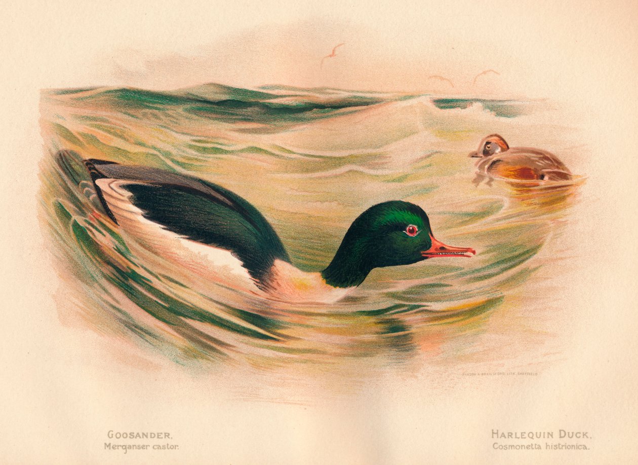 Goosander Merganser tekeri, Harlequin Duck Cosmonetta histrionica, 1900, 1900 by Charles Whymper