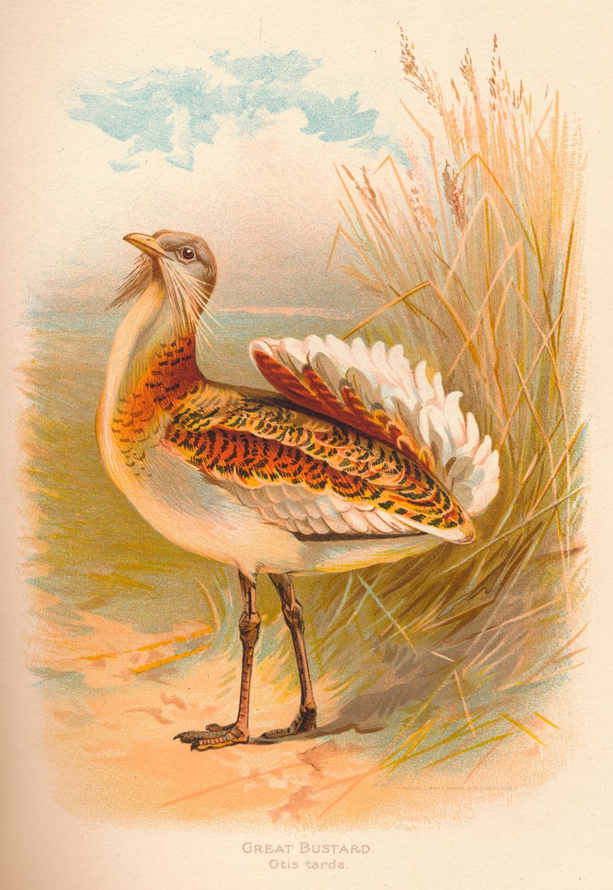 toy kuşu Otis tarda, 1900, 1900 by Charles Whymper