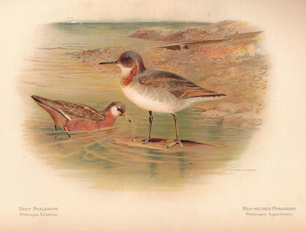 Gri Phalarope Phalaropus fulicarius, Kızıl Boyunlu Phalarope Phalaropus hyperboreus, 1900, 1900 by Charles Whymper