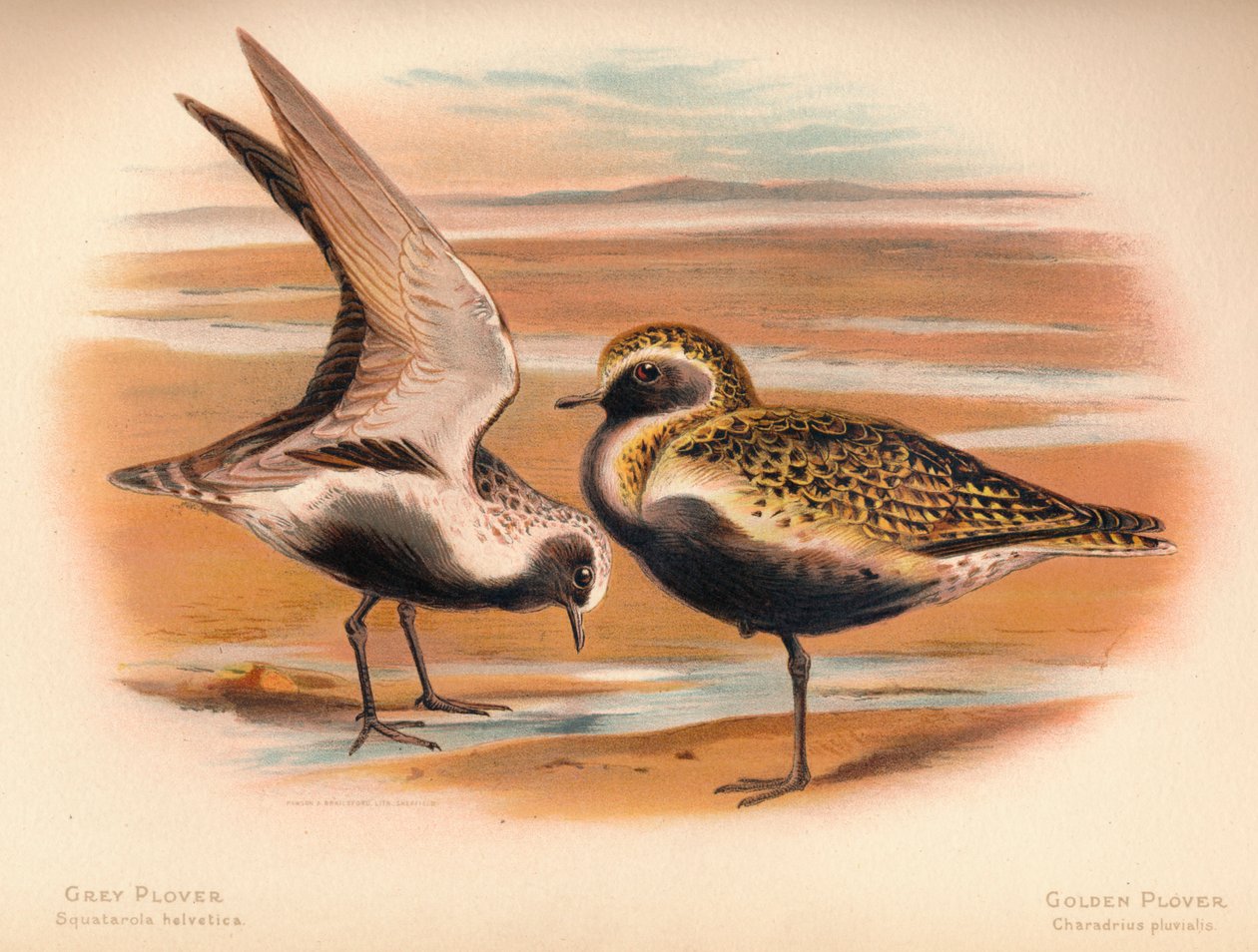Gri Cılıbıt Squatarola helvetica, Altın Cılıbıt Charadrius pluvialus, 1900, 1900 by Charles Whymper