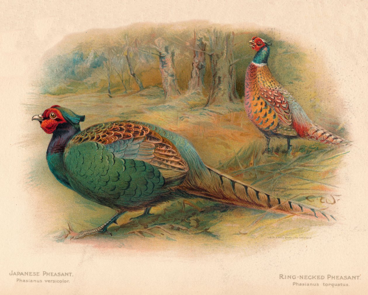 Japon Sülün Phasaianus versicolor, Halka Boyunlu Sülün Phasaianus torquatus, 1900, 190 by Charles Whymper