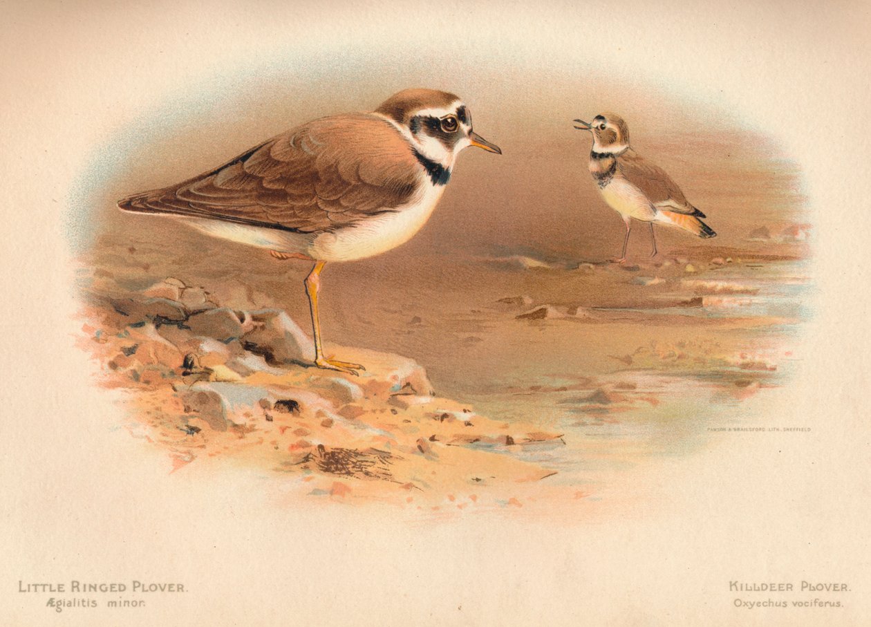 Küçük Halkalı Cılıbıt Aegialitis minör, Killdeer Cılıbıt Oxyechus vociferus, 1900, 1900 by Charles Whymper