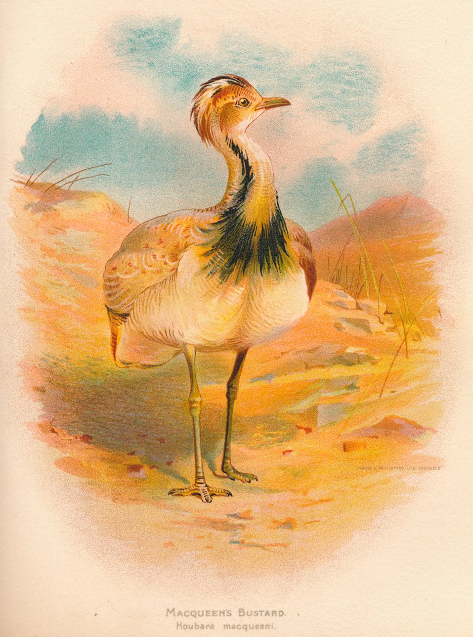 Macqueens Bustard Houbara macqueeni, 1900, 1900 by Charles Whymper