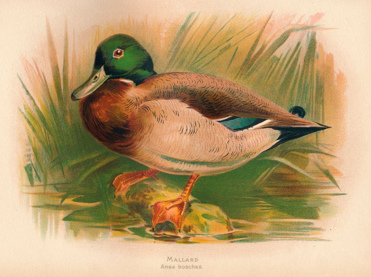 Yeşilbaş Anas boschas, 1900, 1900 by Charles Whymper