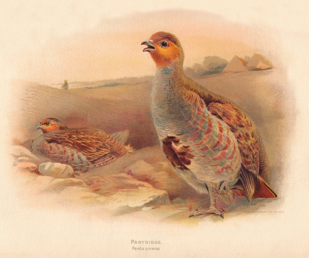 Keklik Perdix cinerea, 1900, 1900 by Charles Whymper