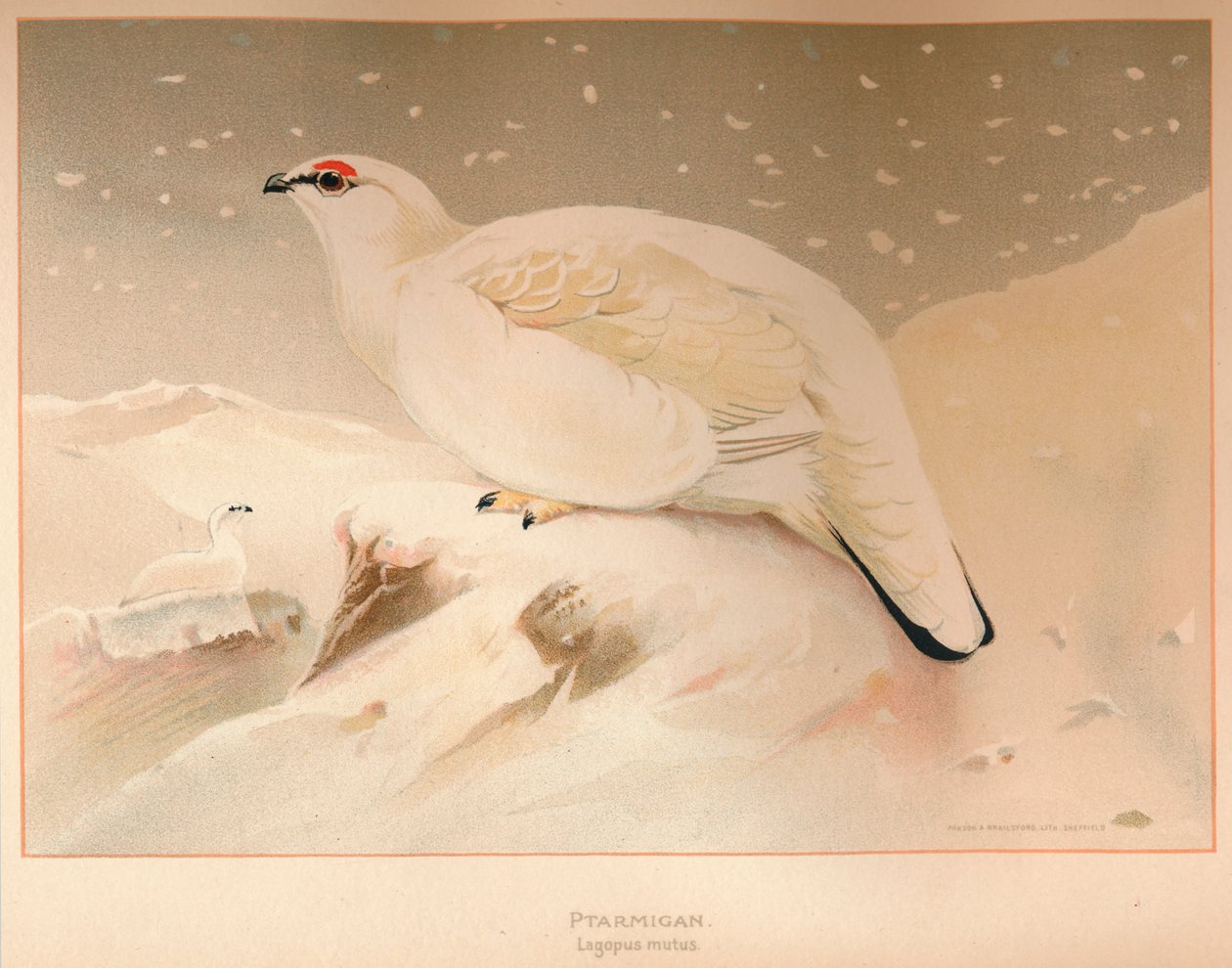 Ptarmigan Lagopus sessiz, 1900, 1900 by Charles Whymper