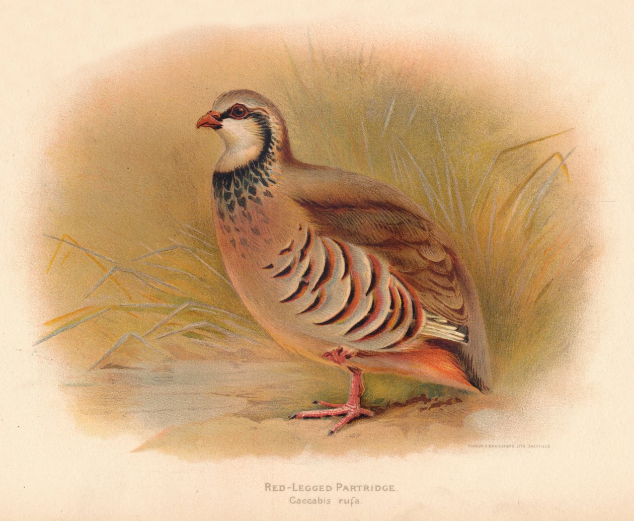 Kırmızı Bacaklı Keklik Caccabus rufa, 1900, 1900 by Charles Whymper