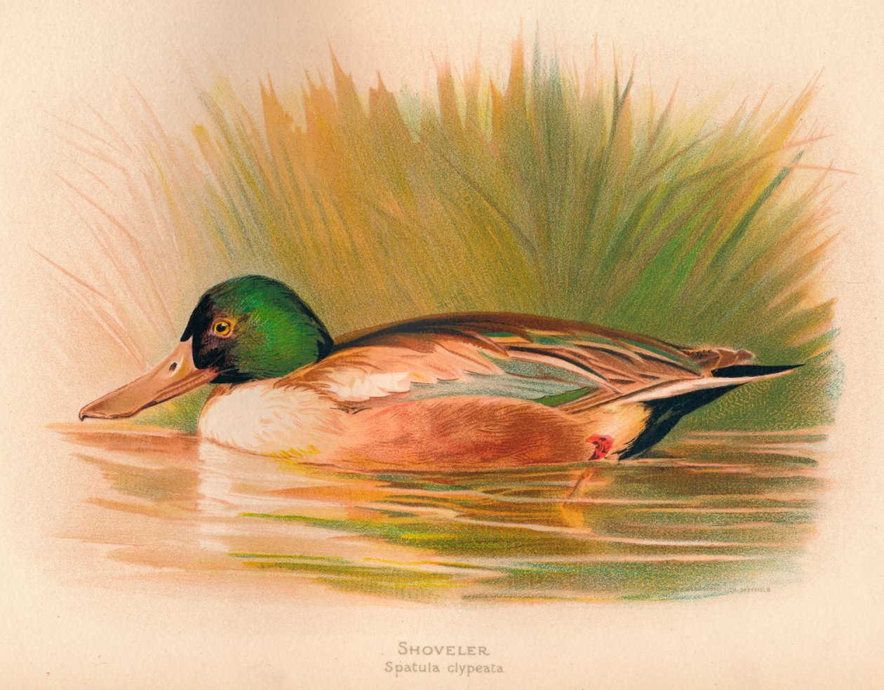 Kürek Spatula clypeata, 1900, 1900 by Charles Whymper