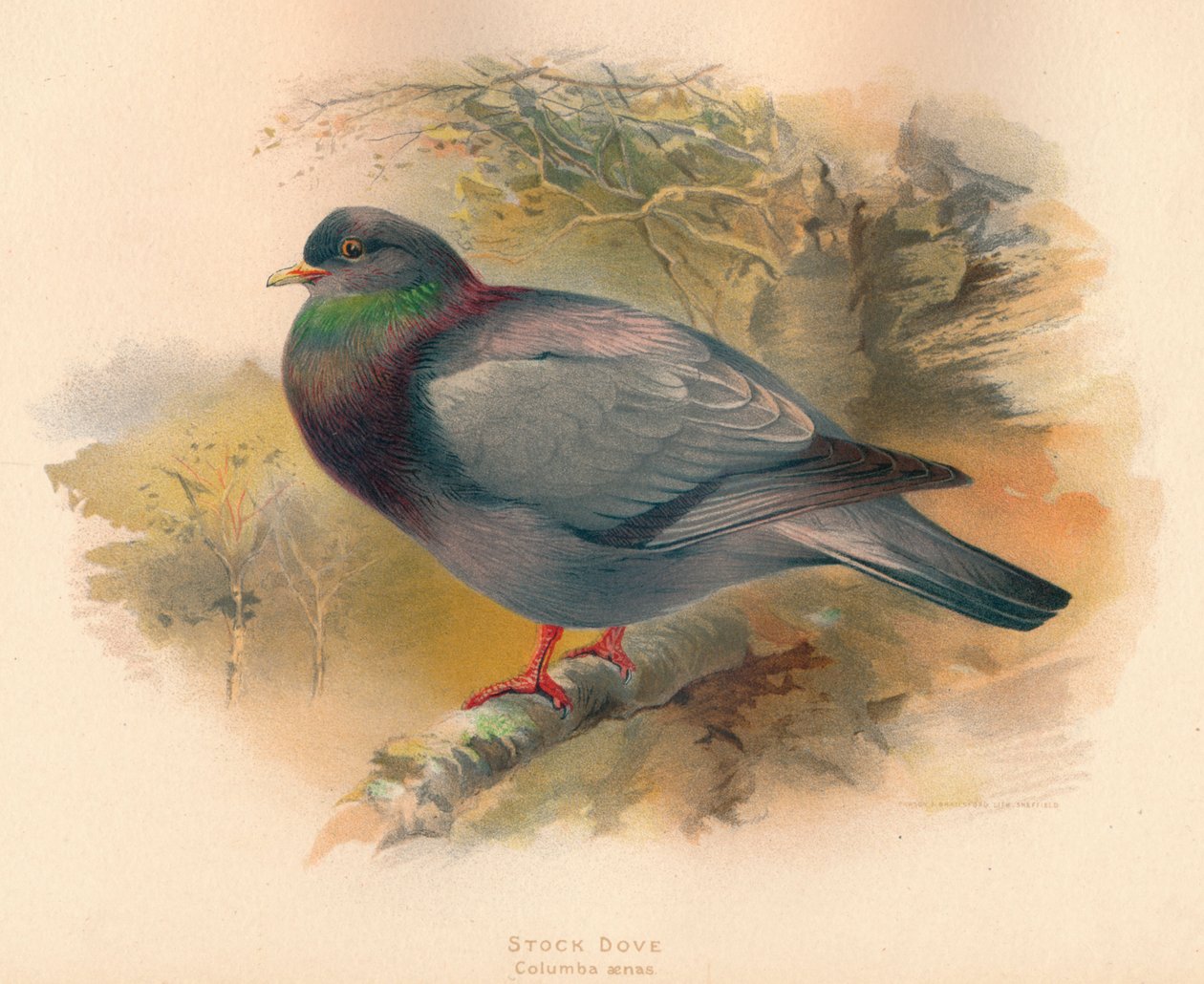 Stok Güvercin Columba aenas, 1900, 1900 by Charles Whymper