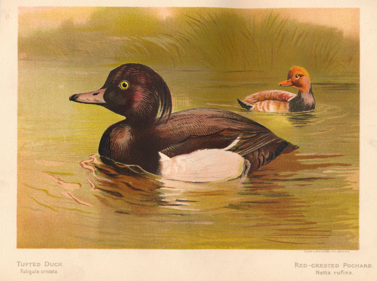 Tepeli Ördek Fuligata cristata, Kızıl Tepeli Pochard Netta rufina, 1900, 1900 by Charles Whymper