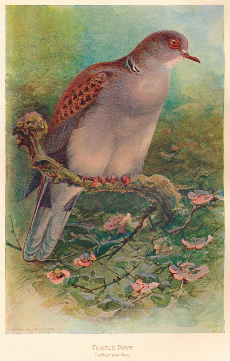 Kaplumbağa Güvercin Kaplumbağa Kaplumbağa, 1900, 1900 by Charles Whymper