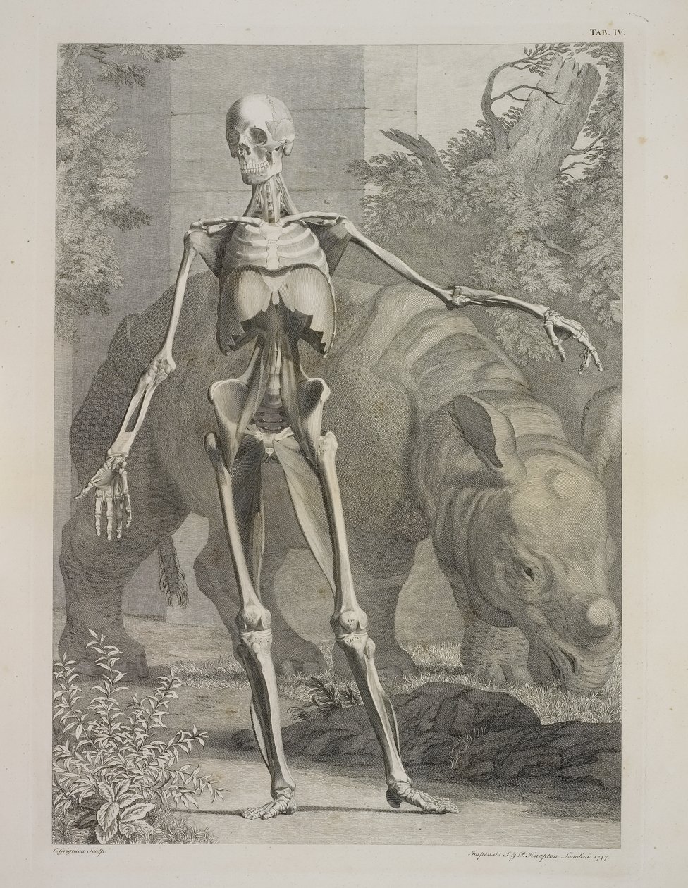 İskelet ve Gergedan, İnsan Vücudunun İskelet ve Kas Tabloları, Bernhard Siegfried Albinus by Charles the Elder Grignion