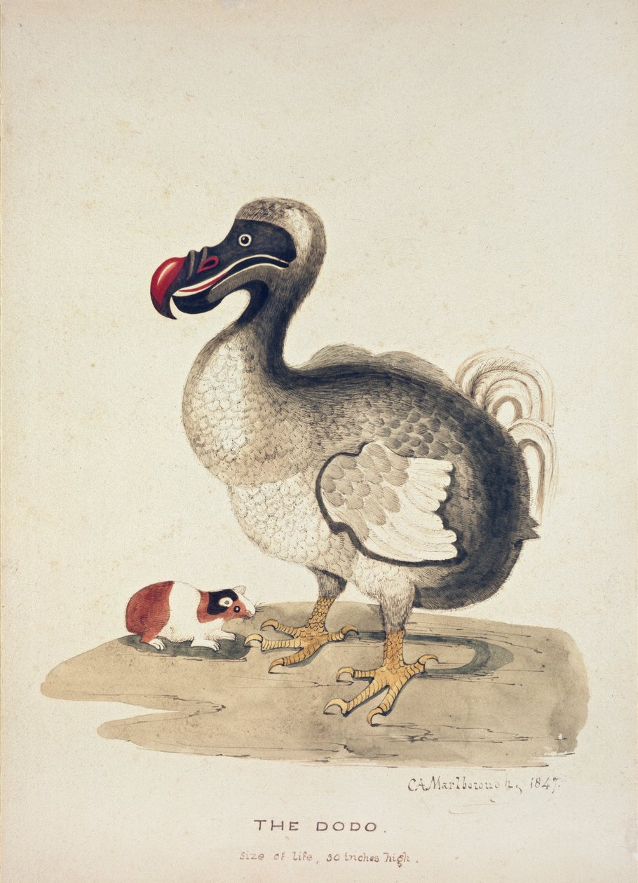 Dodo ve Kobay Çalışması, 1847 by Charlotte Augusta Spencer Churchill