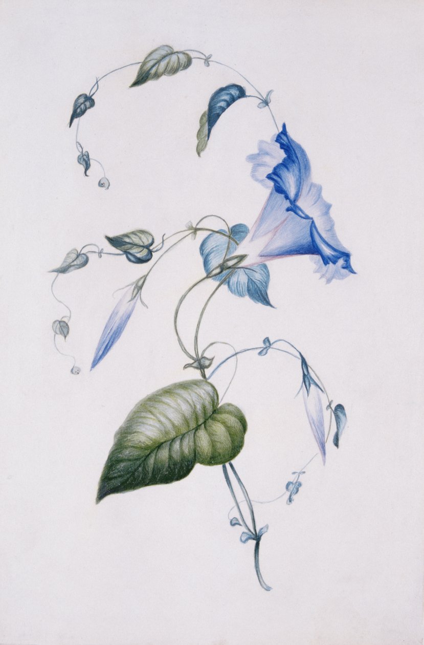 Mavi kıvrım, 1832 (kağıt üzerinde wc) by Charlotte Bronte
