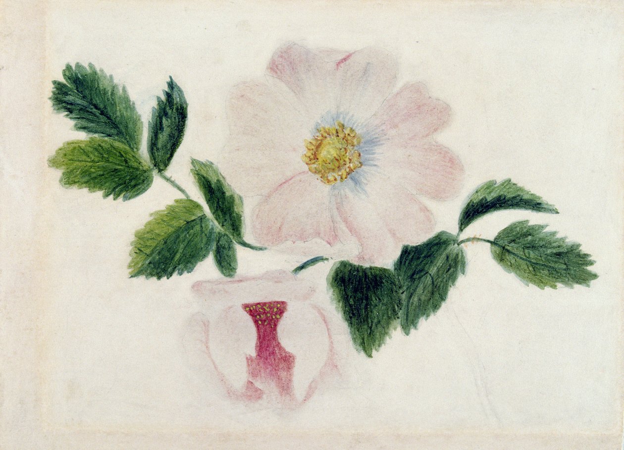 Pembe güller (kağıt üzerine wc) by Charlotte Bronte